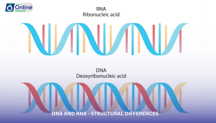 Lesson 12: DNA and RNA - Structural Differences